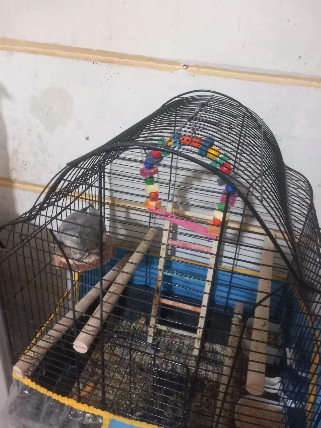 ماده عروس فروشی|پرنده|تهران, کامرانیه|دیوار