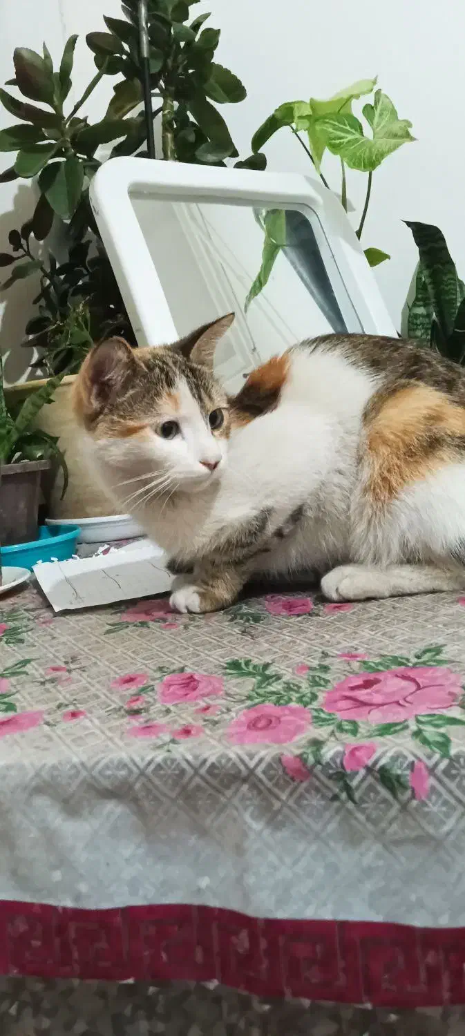 گربه ناز خونگی|گربه|ارومیه, |دیوار