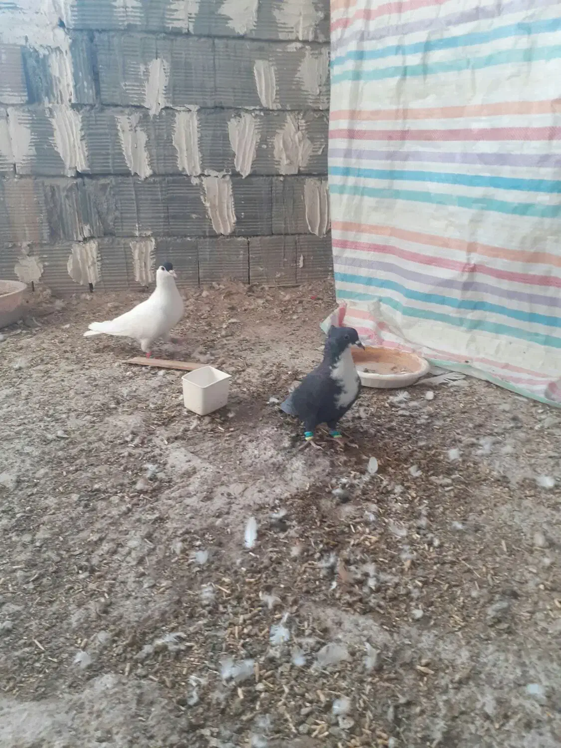 ماده کروباتی کاکلی|پرنده|سلیمان, |دیوار