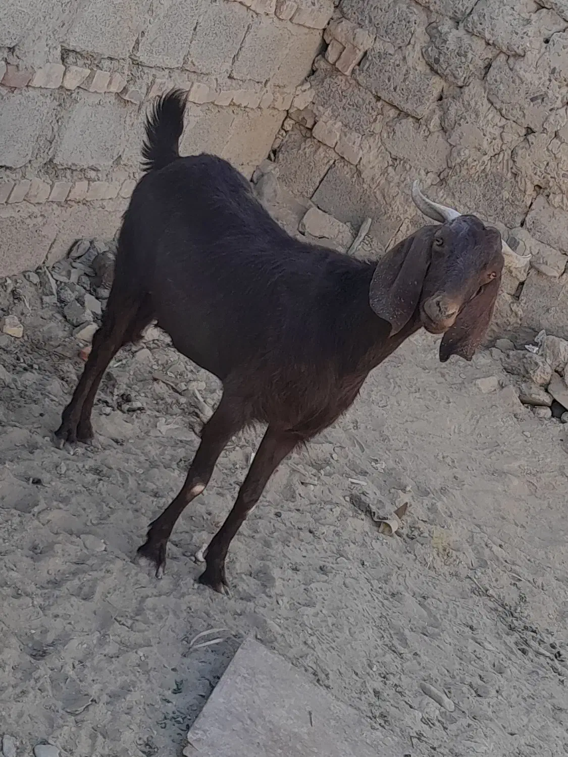 یک عدد بز مواضه میشه|حیوانات مزرعه|سراوان, |دیوار