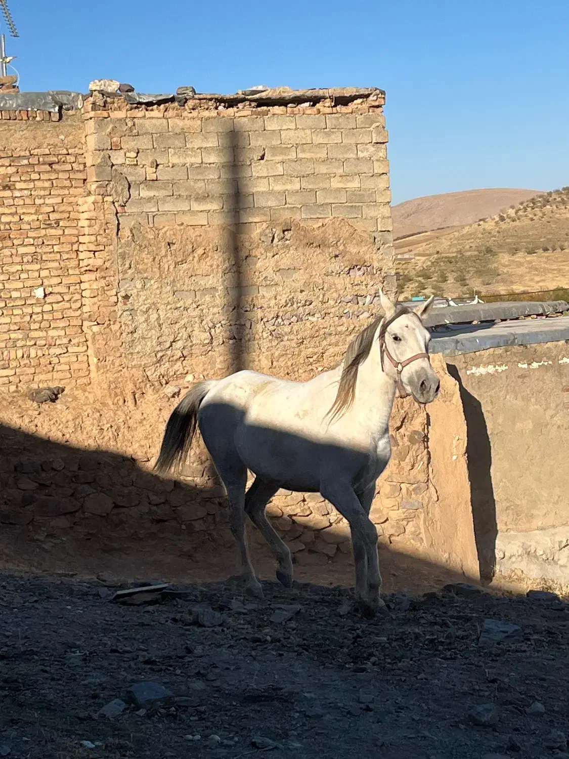 اسب مادیان و کره نریان|اسب و تجهیزات اسب‌سواری|کنگاور, |دیوار