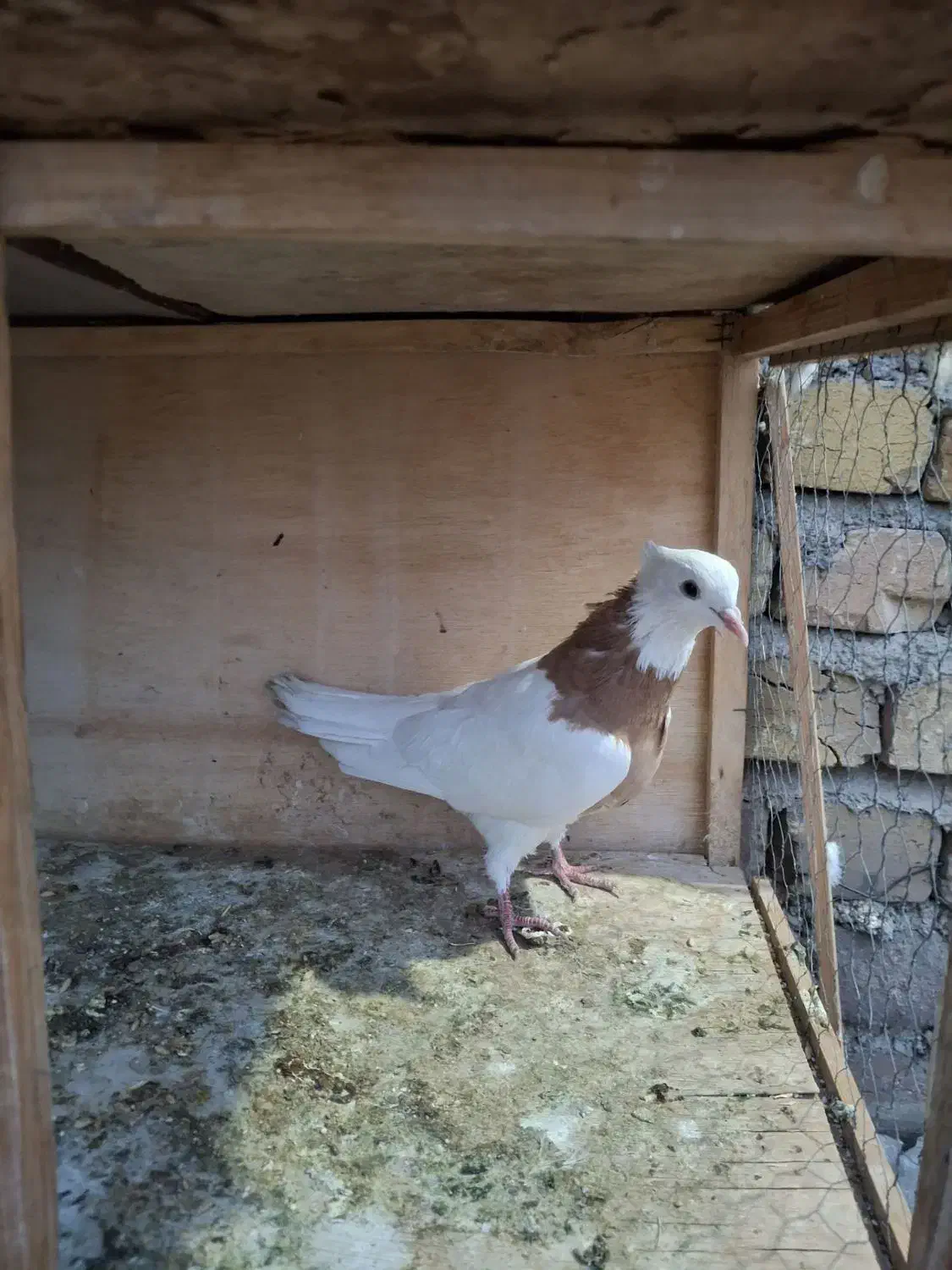 زرد طوقی ماده جوان|پرنده|تاکستان, |دیوار