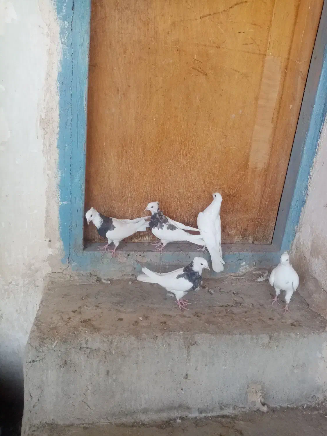 کبوتر جوانه|پرنده|بیستون, |دیوار