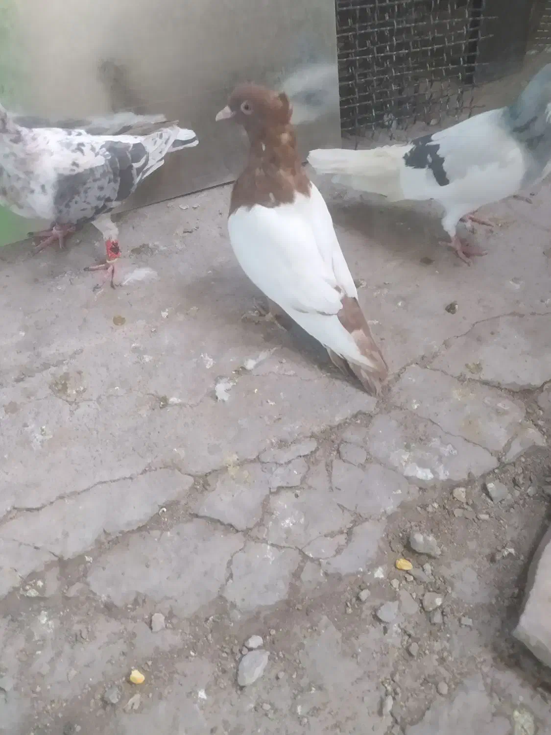 سینه سرخ ماده|پرنده|شیراز, سلطان آباد|دیوار