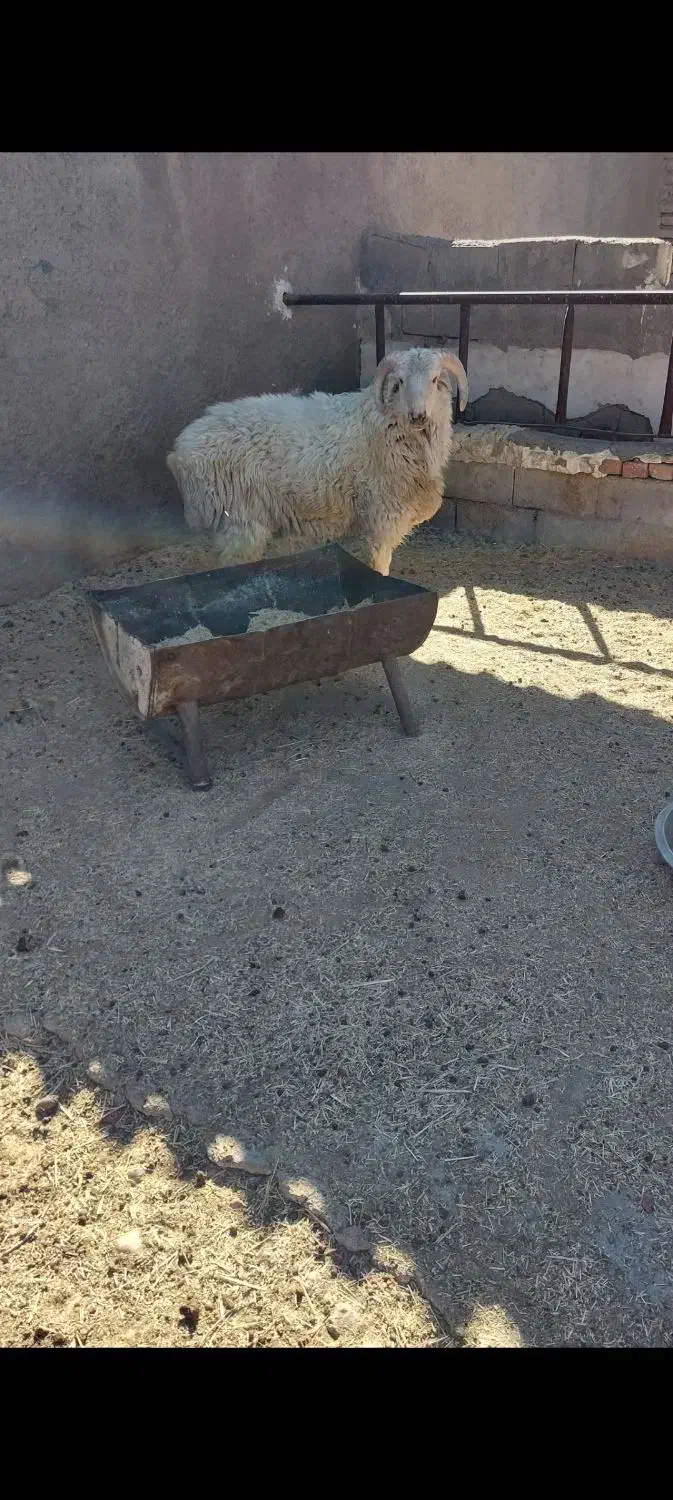 بره نر چاق سالم|حیوانات مزرعه|نی‌ریز, |دیوار