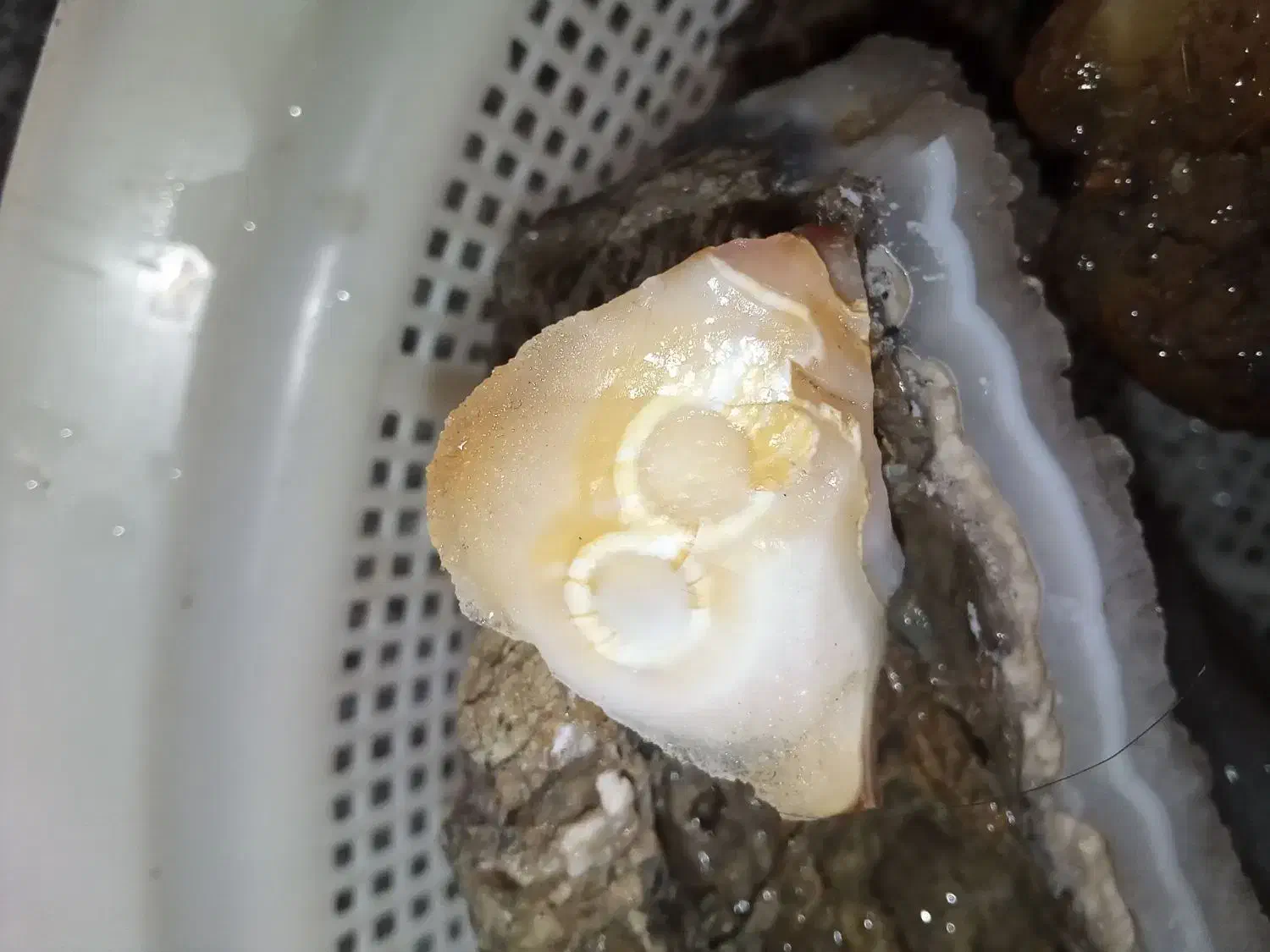 سنگ کلکسیونی|کلکسیون سکه، تمبر، اسکناس|مشهد, کوی دروی|دیوار