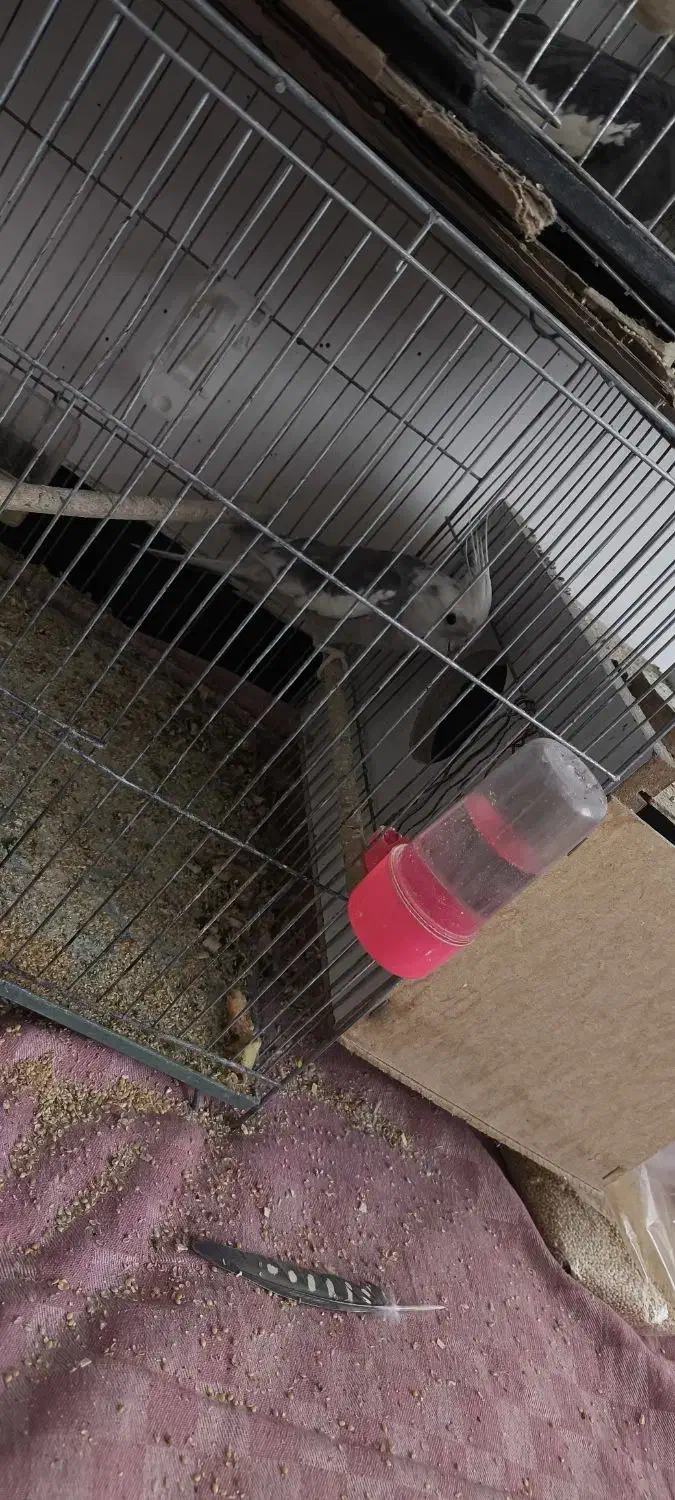 عروس هلندی سفید دست آموز نیم سخنگو|پرنده|نقده, |دیوار