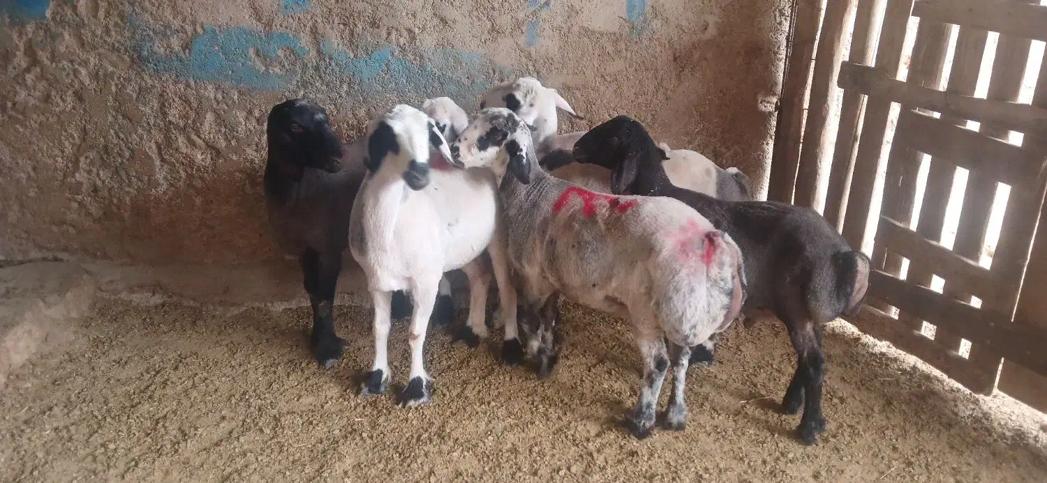 بره ماده نژاد ترکی (بیضا)|حیوانات مزرعه|سپیدان, |دیوار