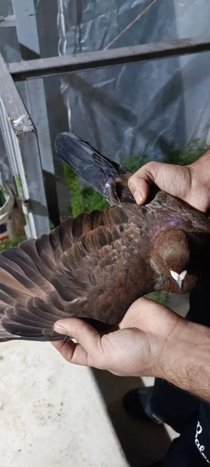 کبوتر|پرنده|کیلان, |دیوار