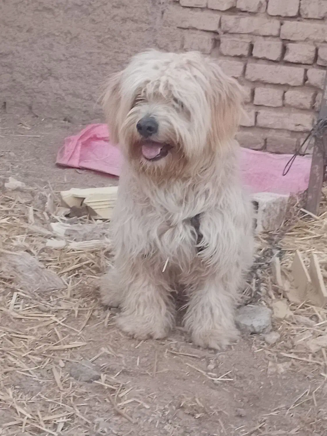 پاکوتاه|سگ|طاغنکوه, |دیوار