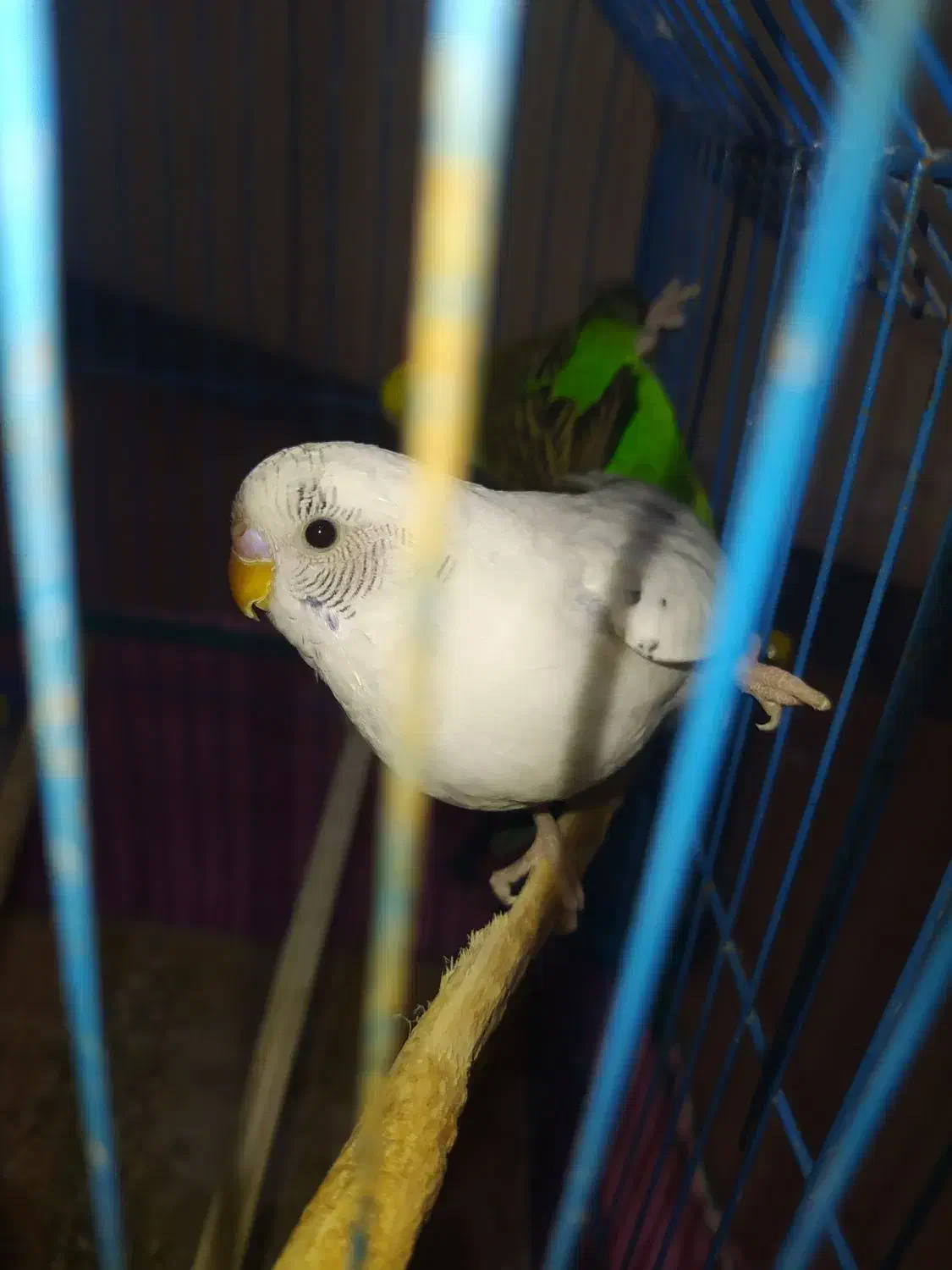 مرغ عشق|پرنده|بندر ماهشهر, |دیوار