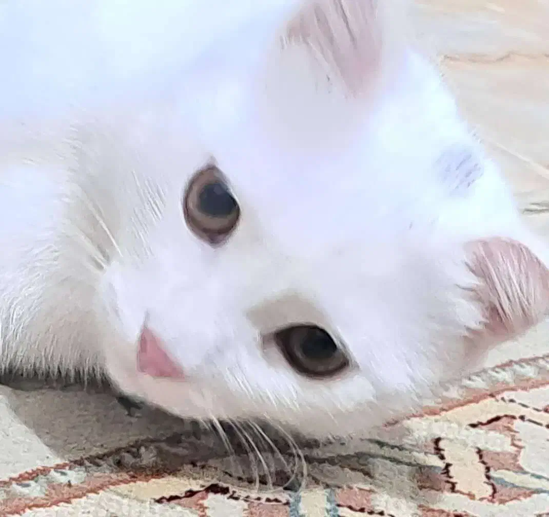 پرشین ـ اسکاتیش|گربه|رشت, منظریه|دیوار