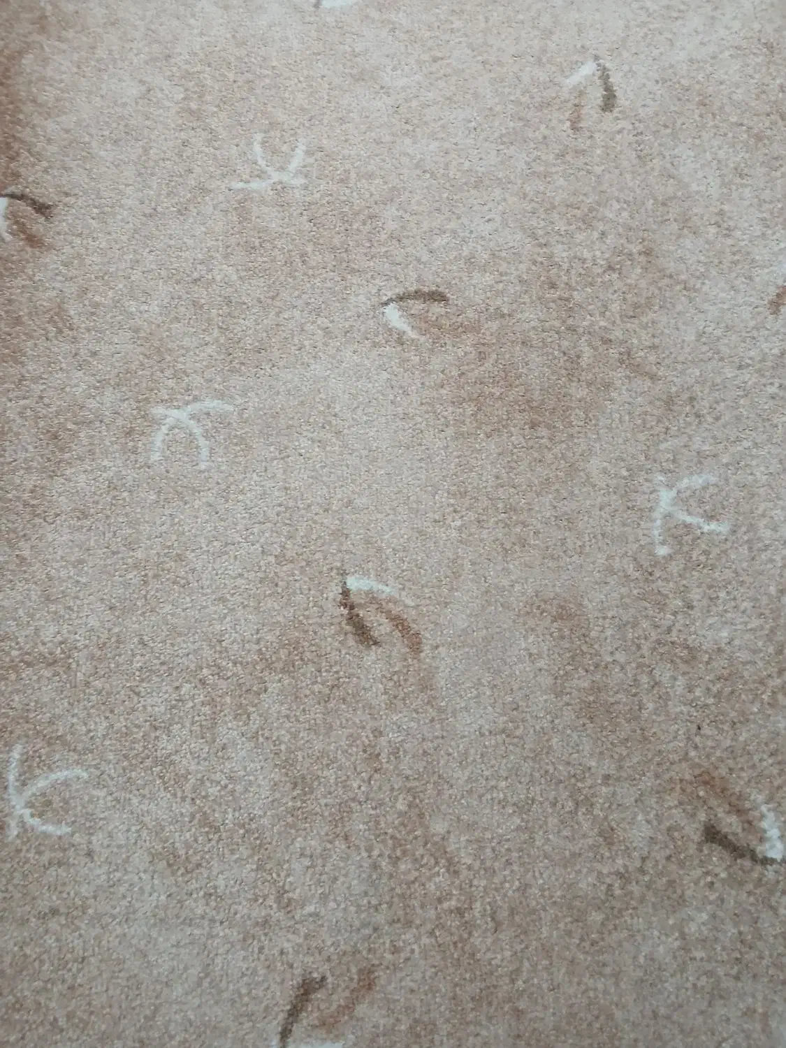 پالاز موکت درجه یک|موکت|بندر ماهشهر, |دیوار