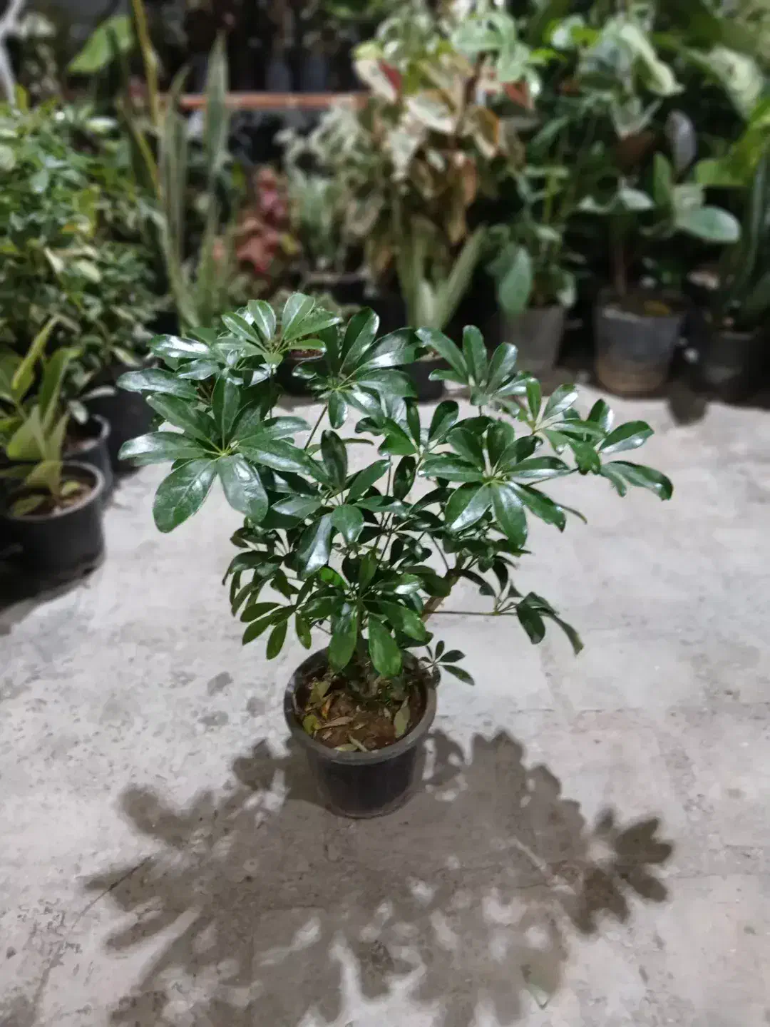 تخفیف ۳۰درصدی گل|گل و گیاه طبیعی|بروجرد, |دیوار