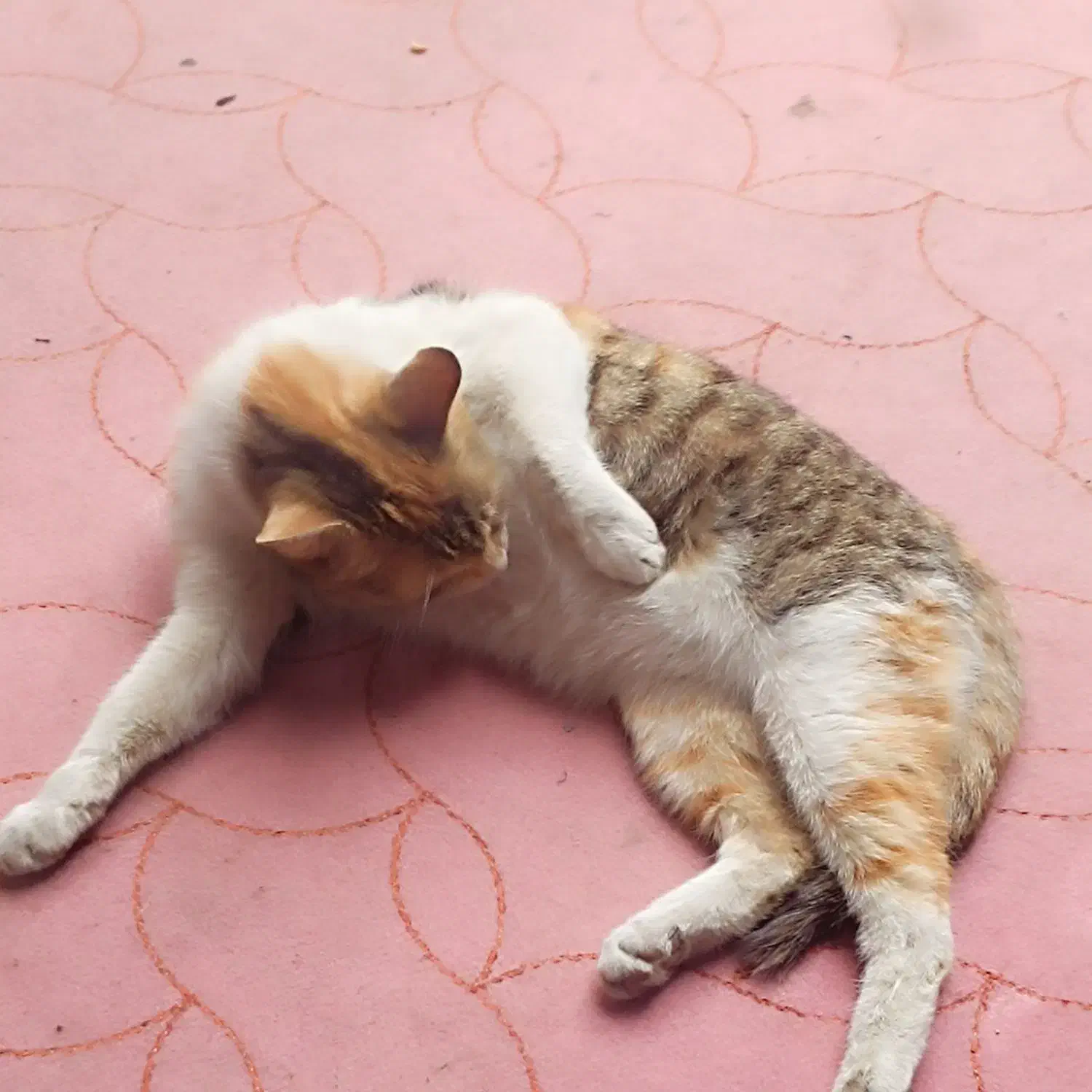 نگهداری گربه|گربه|ملایر, |دیوار