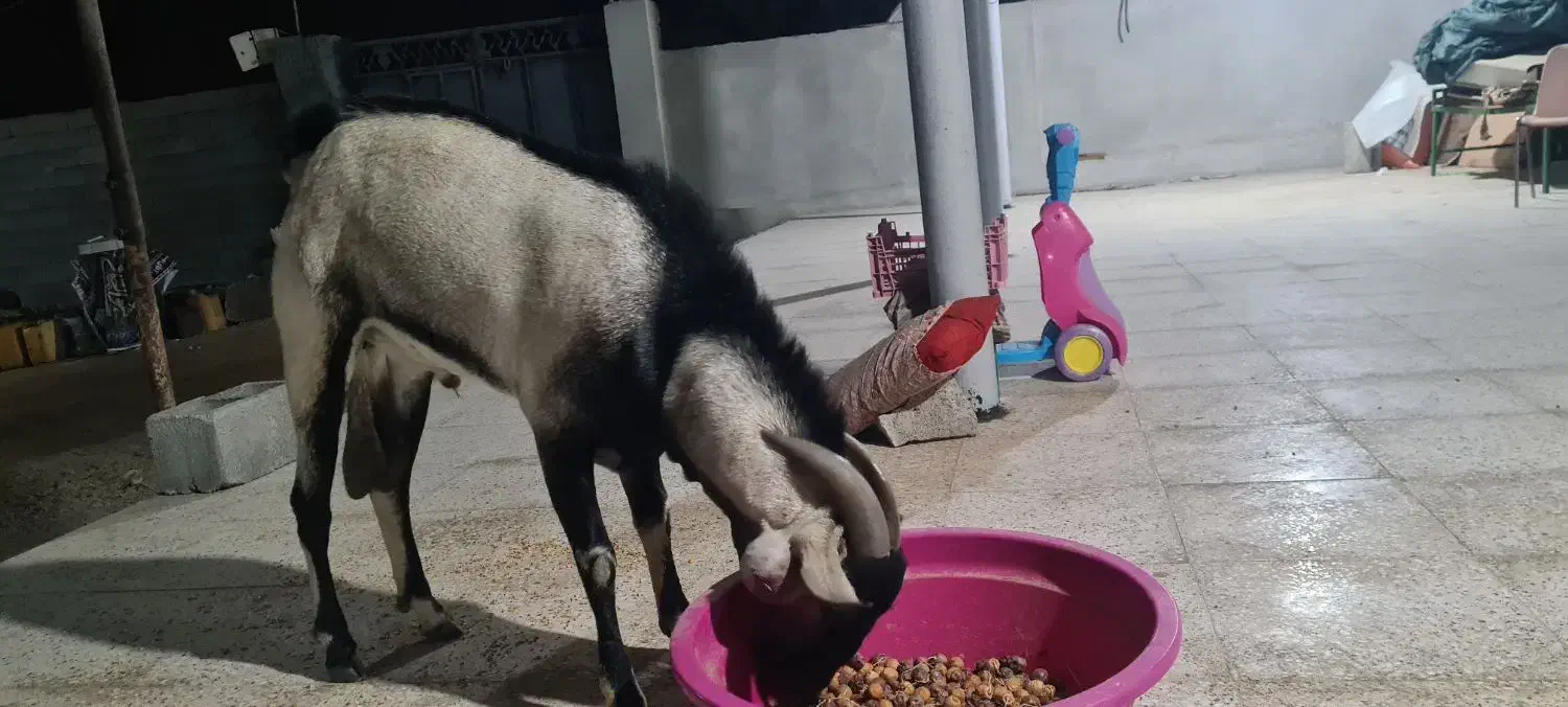 نری زیبای سومال ۲ ساله مخصوص داشت|حیوانات مزرعه|بندرعباس, |دیوار