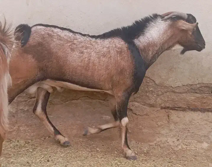 فروش نری سومال اشکالی جوان اطراف رویدر|حیوانات مزرعه|رویدر, |دیوار