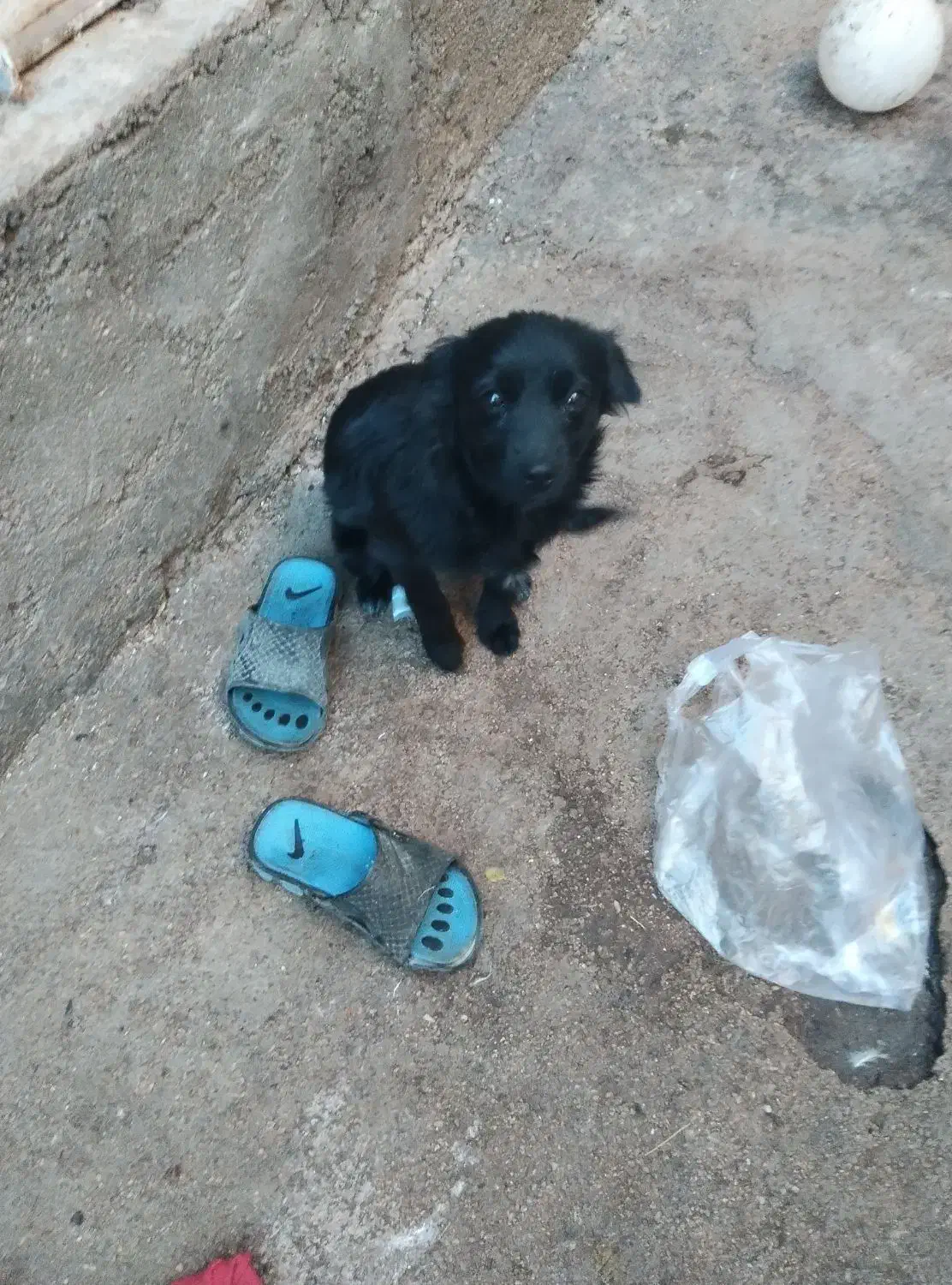 فروشی|سگ|بجنورد, |دیوار