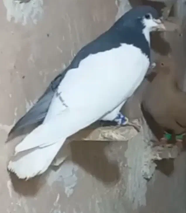 گمشده|حیوانات|سبزوار, شهرک ابوذر|دیوار