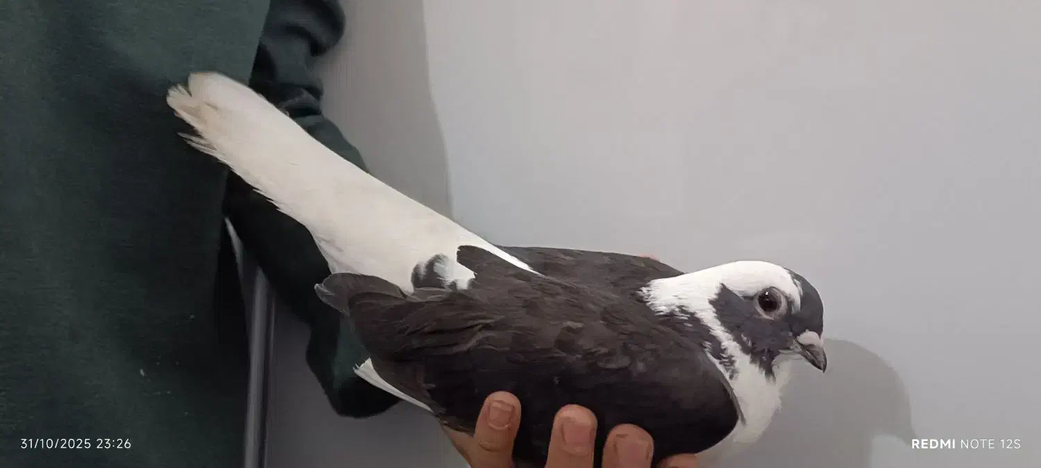 کبوترابلق|پرنده|اهواز, کوی رمضان|دیوار