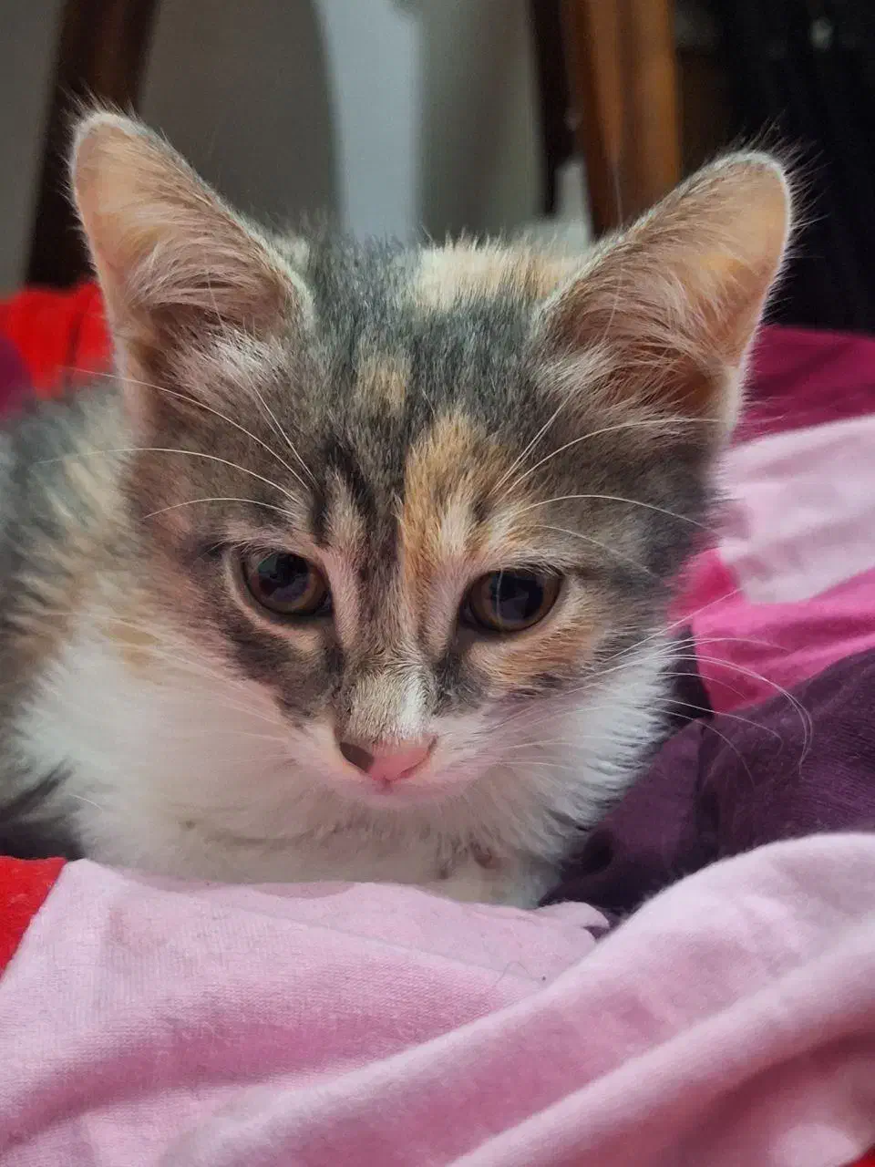 واگذاری گربه رایگان|گربه|رشت, کوی مهر|دیوار