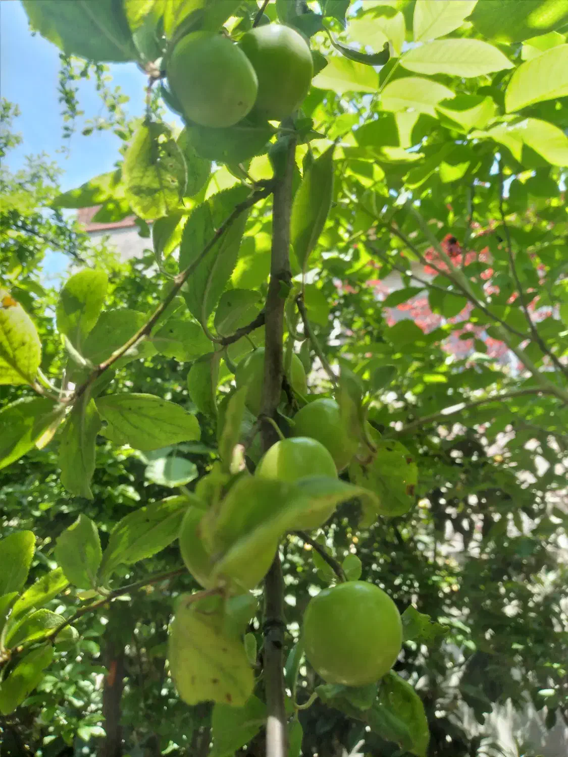 ۴۰۰ متر زمین مسکونی در زشت پشت تالاب عینک|فروش زمین و ملک کلنگی|رشت, ولکس|دیوار