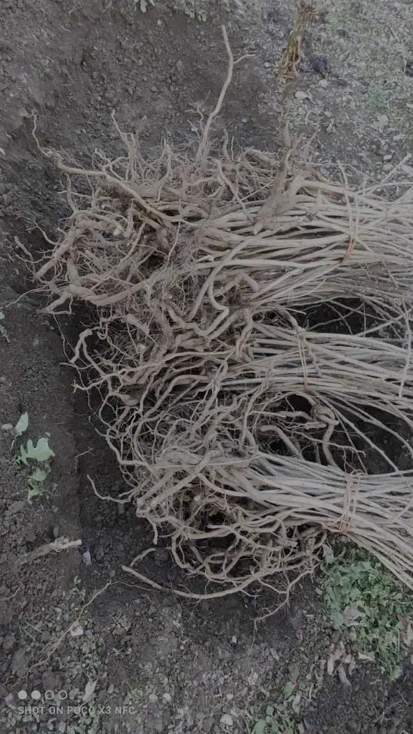 نهالهای سماق وانجیر وگلابی|خدمات باغبانی و درختکاری|سردشت, |دیوار