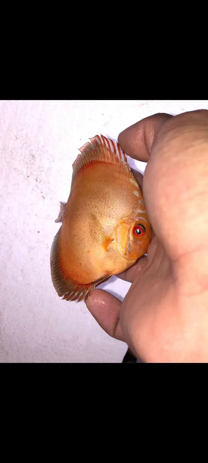 فروش ویژه ماهی دیسکس|ماهی|رشت, پورسینا|دیوار