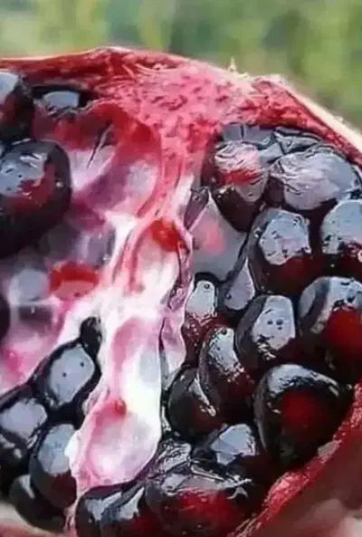 انار دونه سیاه|حراج|بردسیر, |دیوار