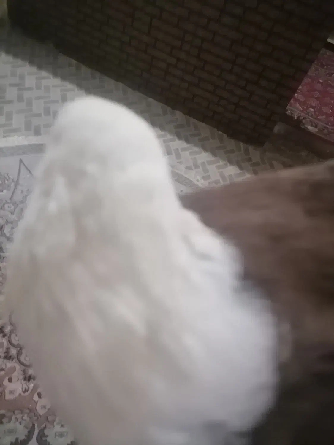 کبوتر|حیوانات|اهواز, کوی علوی|دیوار