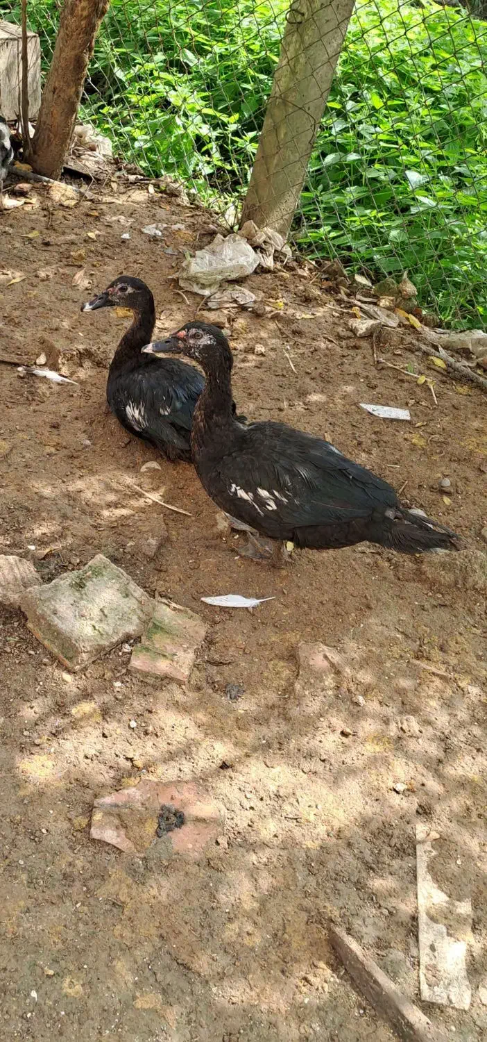 فروش چند عدد اردک اسرائیلی|حیوانات مزرعه|پایین هولار, |دیوار