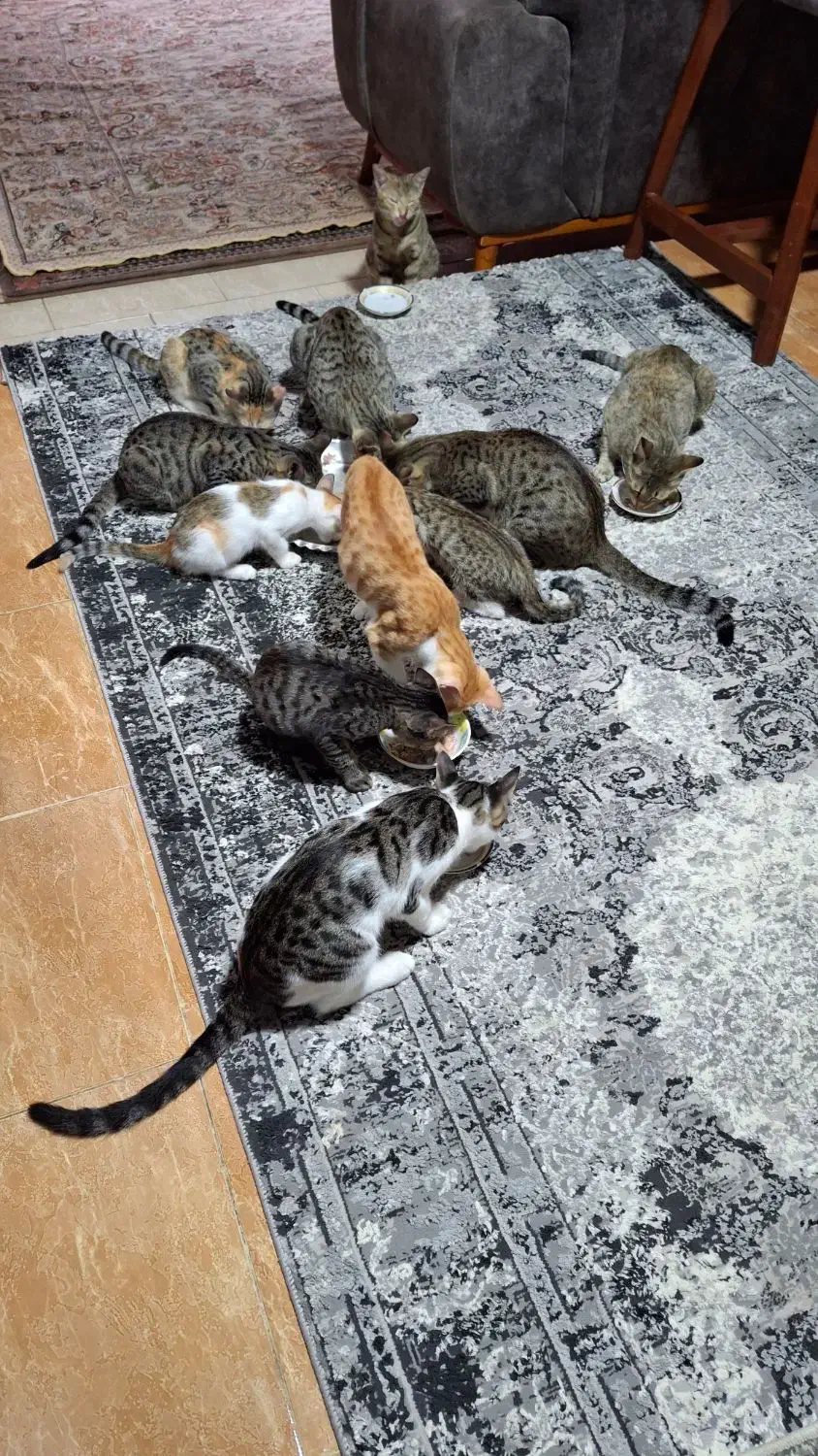 تعدادب بچه گربه رایگان|گربه|نوشهر, |دیوار