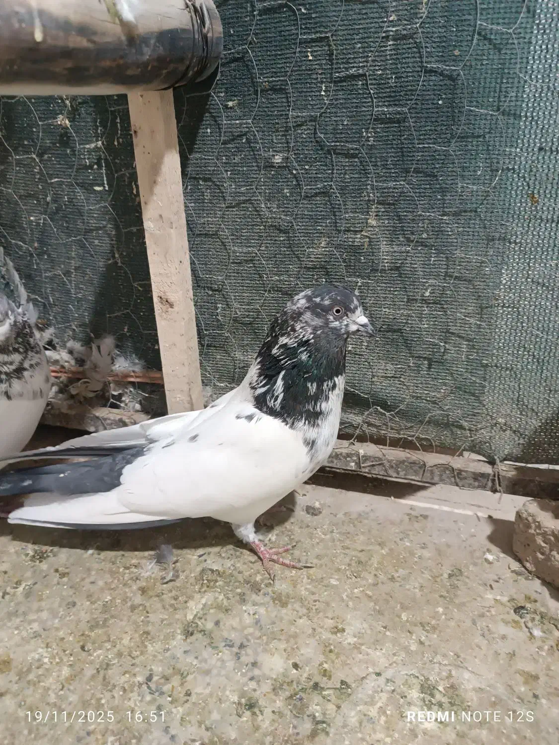 کله دم سبز|پرنده|کبودرآهنگ, |دیوار