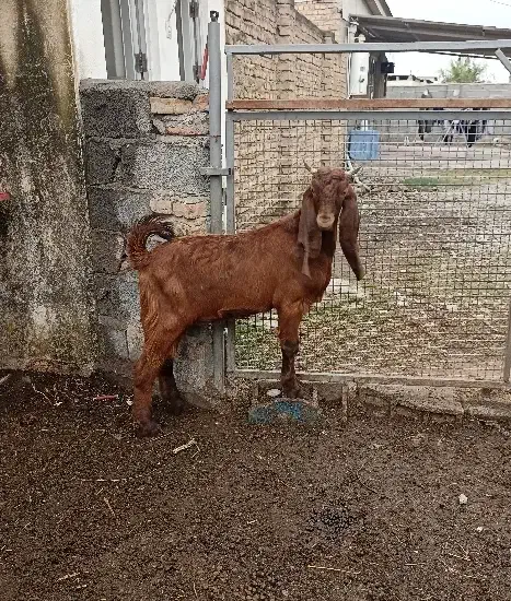 بزغاله نر پاکستانی اصل ،مخصوص تخمی|حیوانات مزرعه|آق قلا, |دیوار