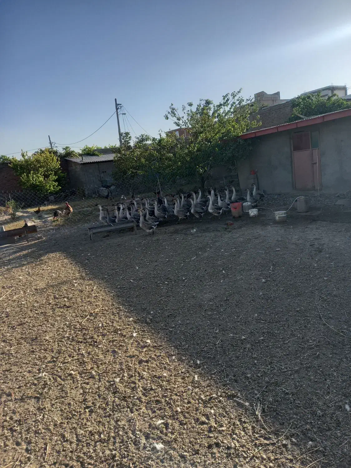 فروش گله مولد قو غاز|حیوانات مزرعه|بناب, |دیوار