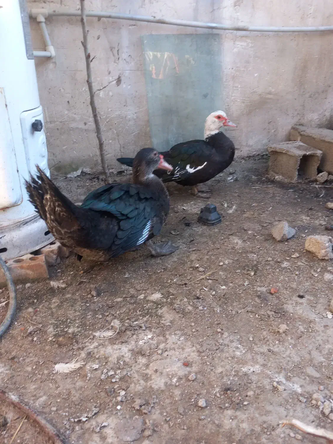 اروردک خارجی نروماده چاق|حیوانات مزرعه|رامیان, |دیوار