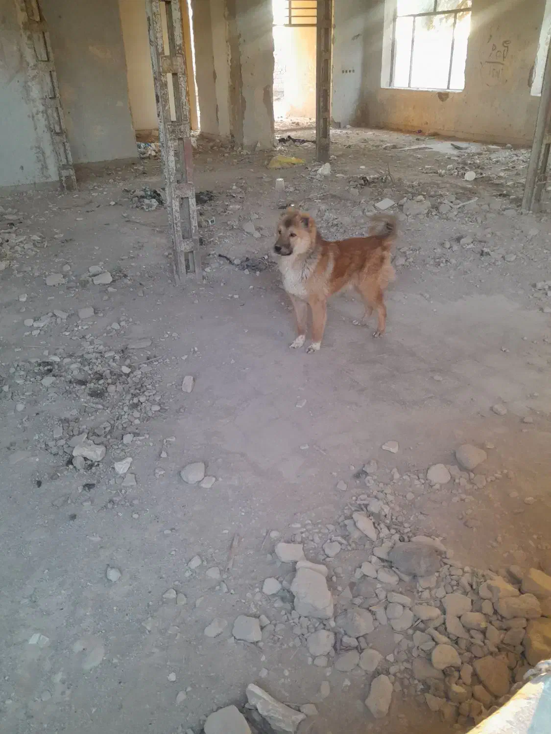 گمشده|حیوانات|نیمروز, |دیوار