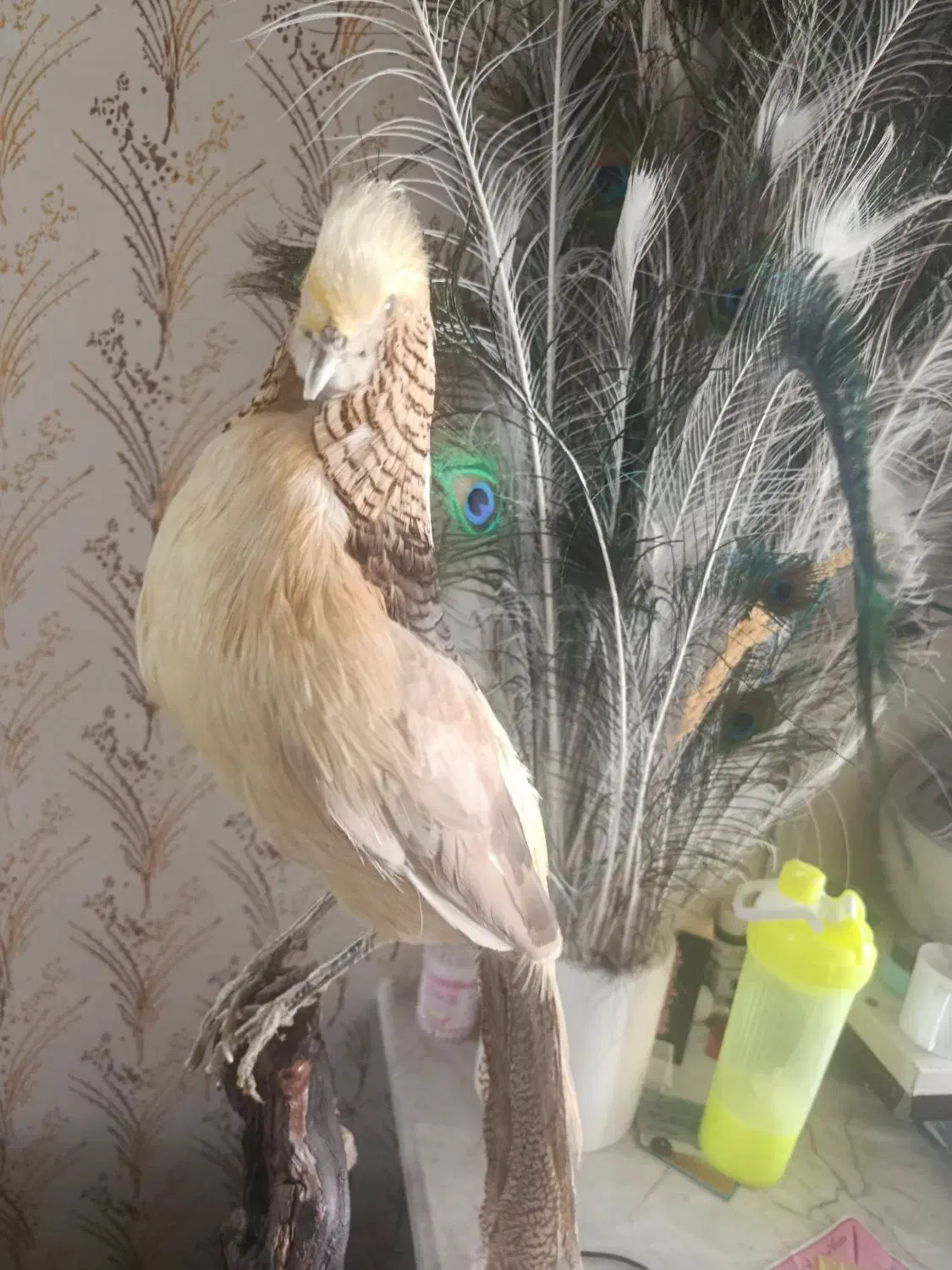 مجسمه پرنده زیبا|صنایع دستی و سایر لوازم تزئینی|مشهد, ایثارگران|دیوار