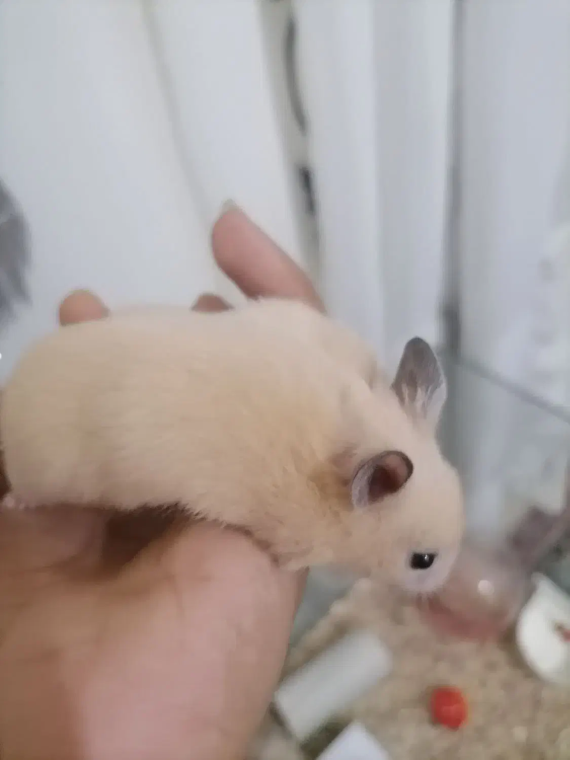 3عدد همستر سوری جوان (5/6)هفته|موش و خرگوش|مشهد, احمدآباد|دیوار