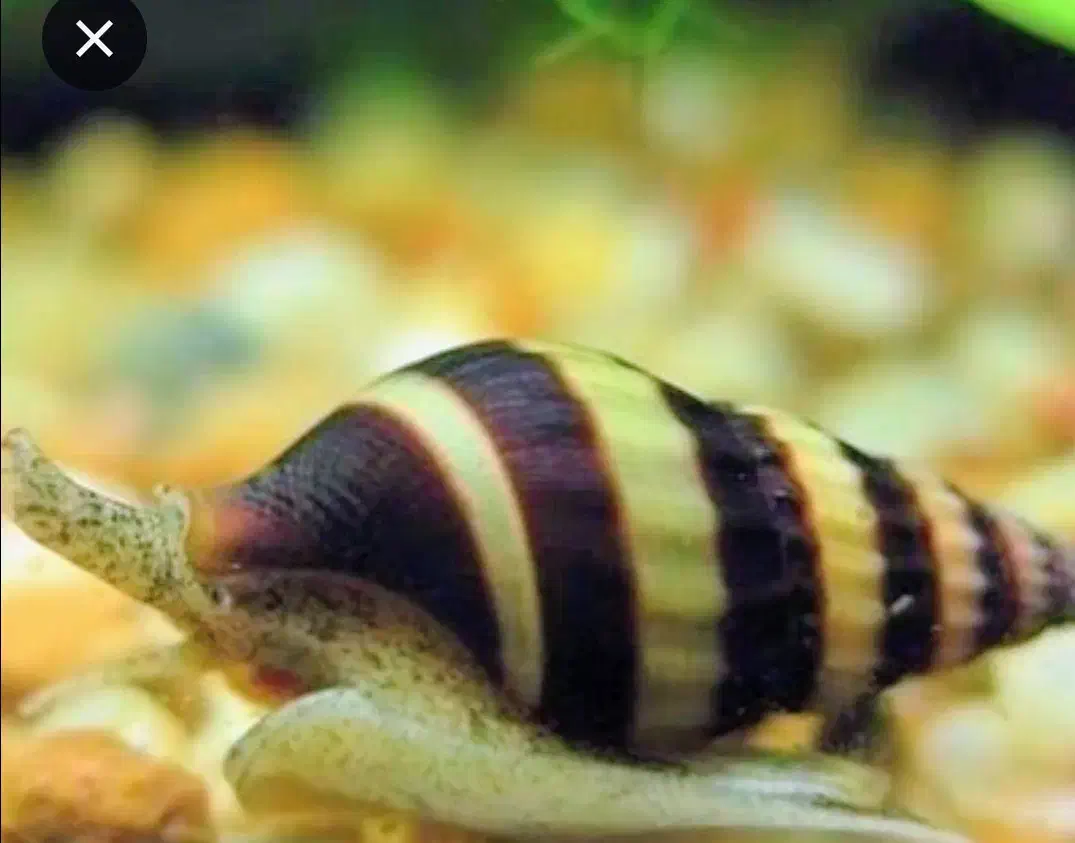 حلزون کلیر|خزنده|تهران, تختی|دیوار