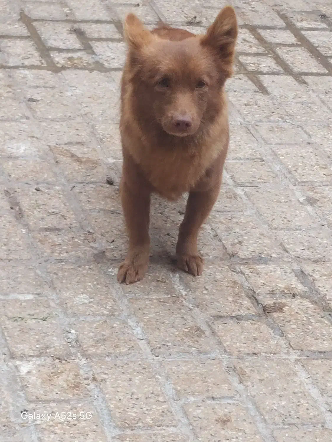 سگ اشپیتز|سگ|مشهد, شهید قربانی|دیوار