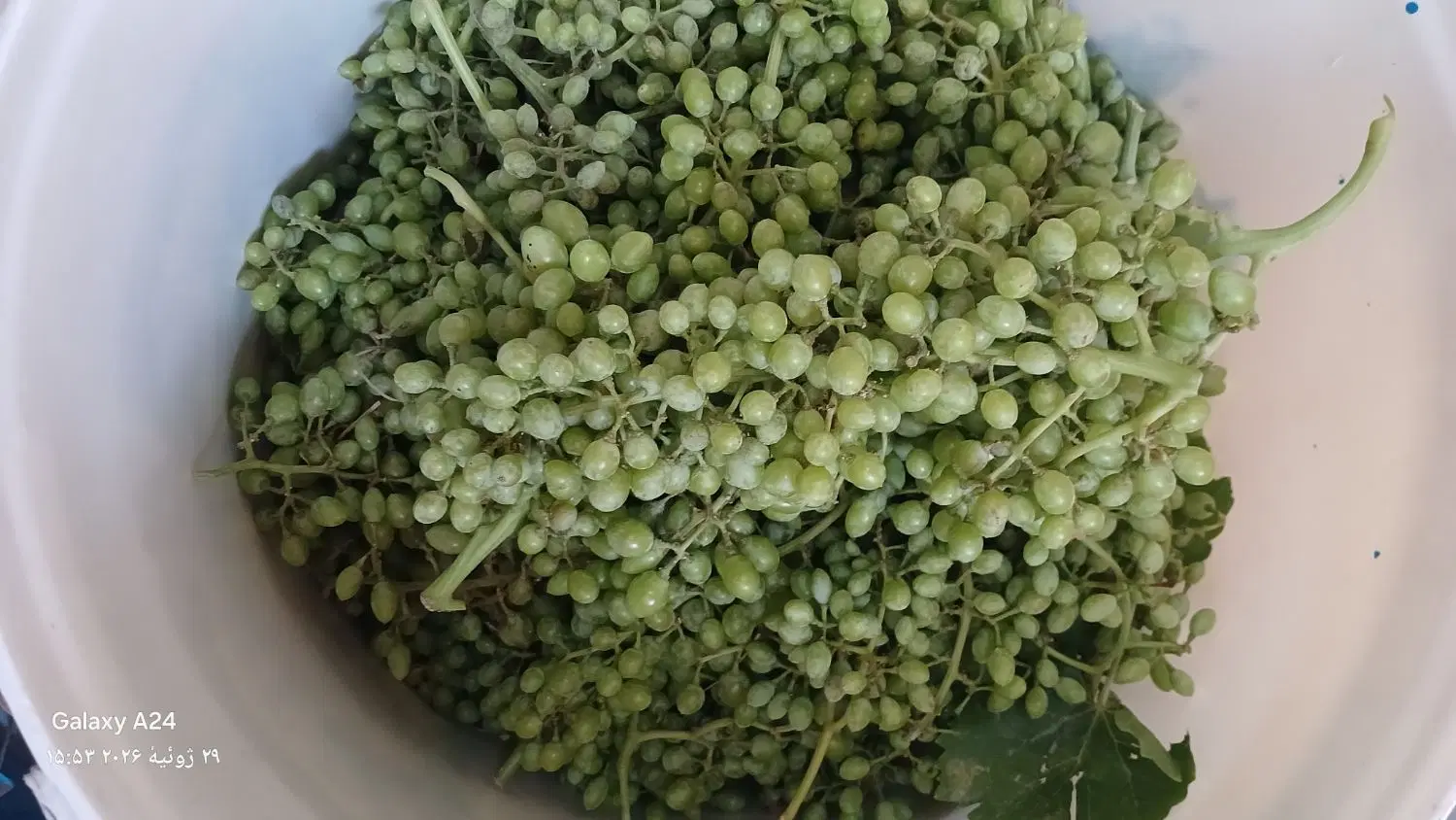غوره|خوردنی و آشامیدنی|اراک, |دیوار