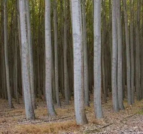 نهال صنوبر ترکیه ۲ ساله|گل و گیاه طبیعی|میاندوآب, |دیوار