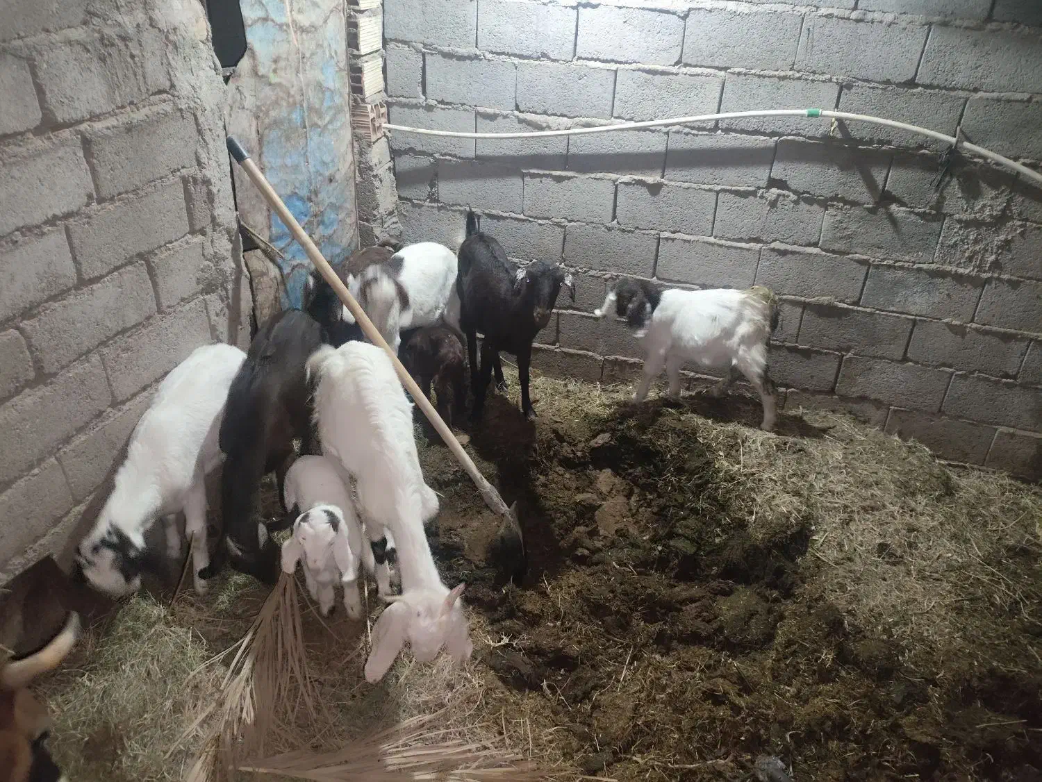 فروش چند  عدد بز و کره|حیوانات مزرعه|فهرج, |دیوار