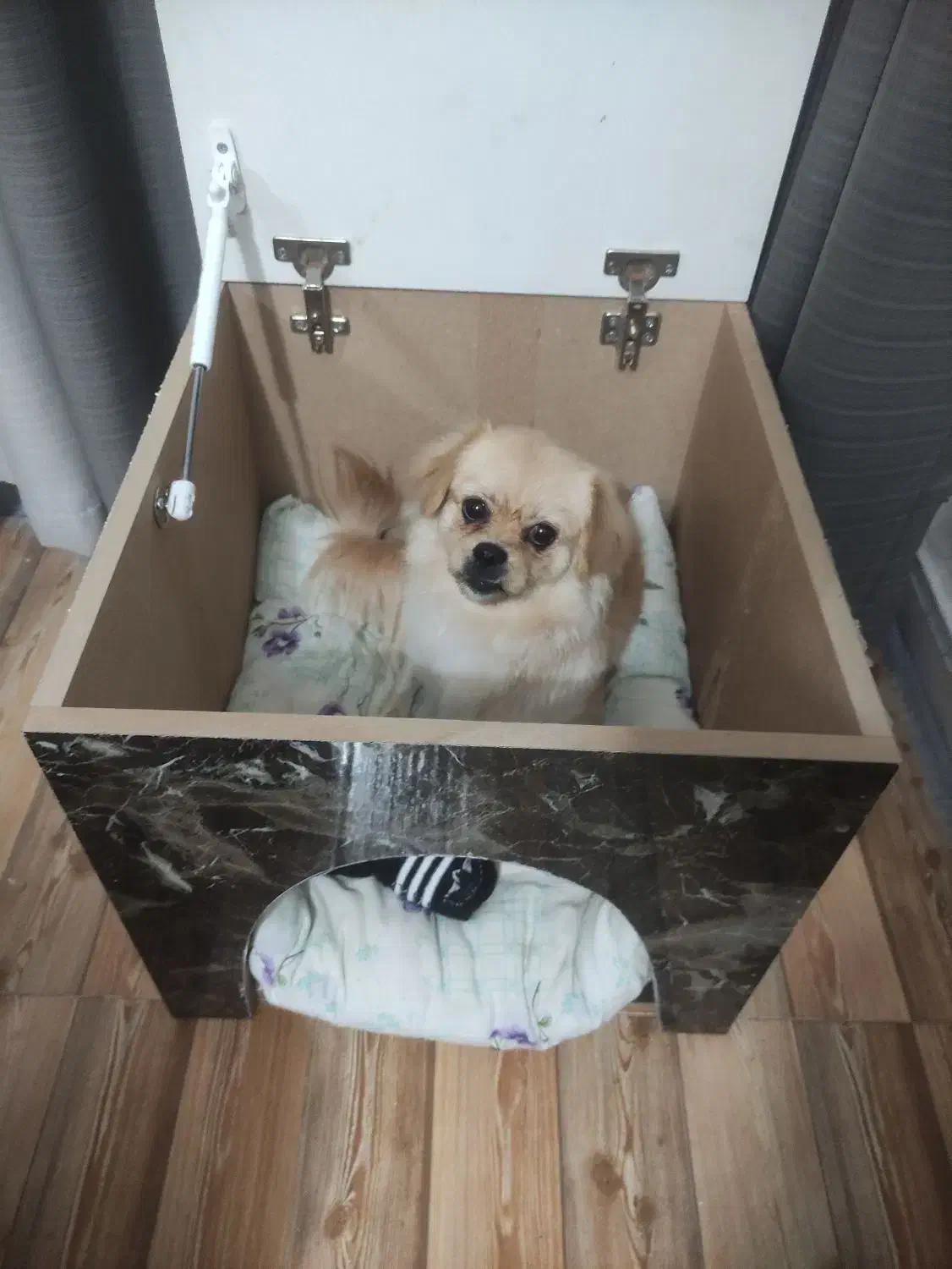 واگذاری سگ|سگ|اراک, |دیوار