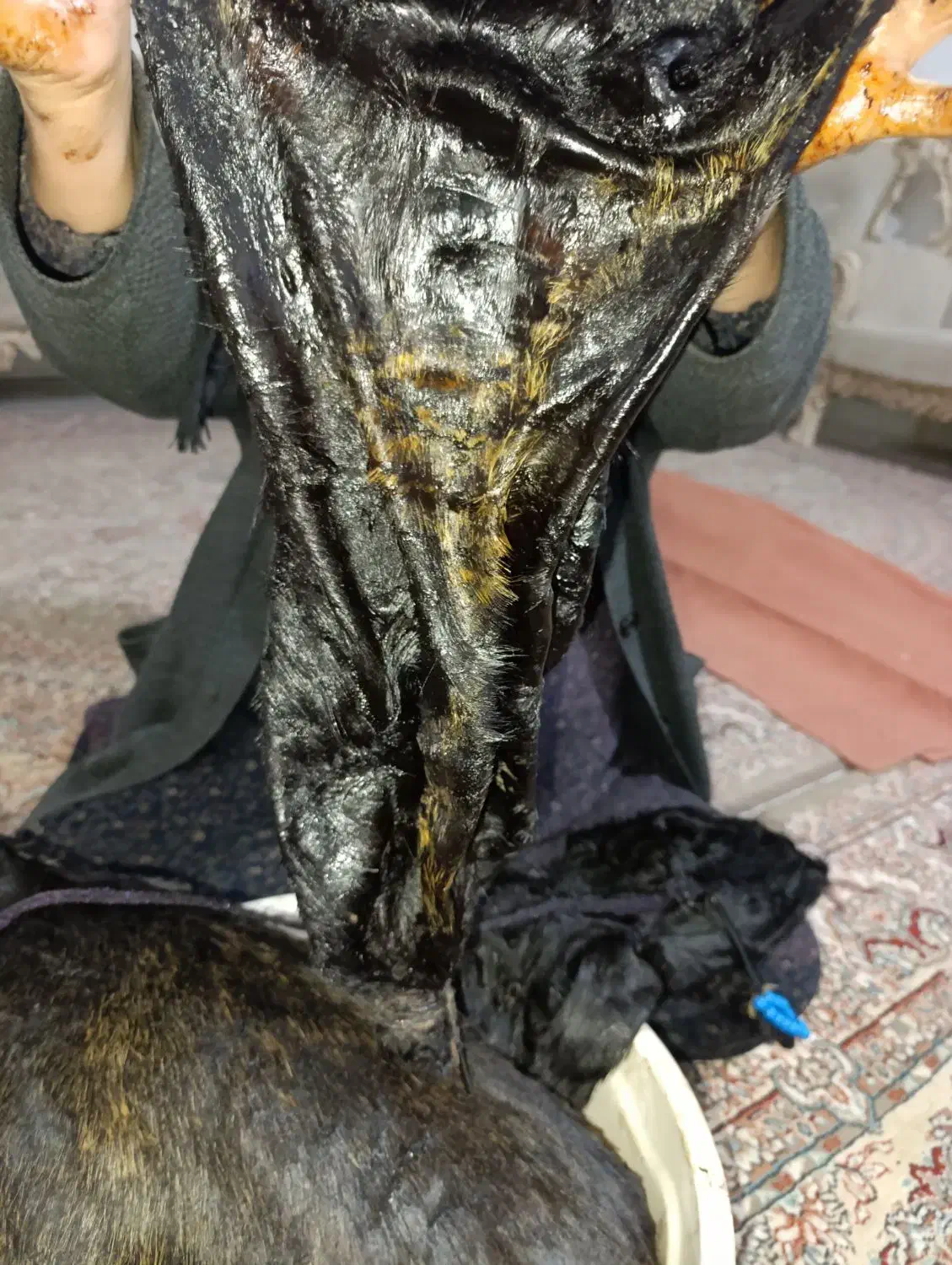 هیزه|ظروف نگهدارنده، پلاستیکی، یکبارمصرف|کوهدشت, |دیوار