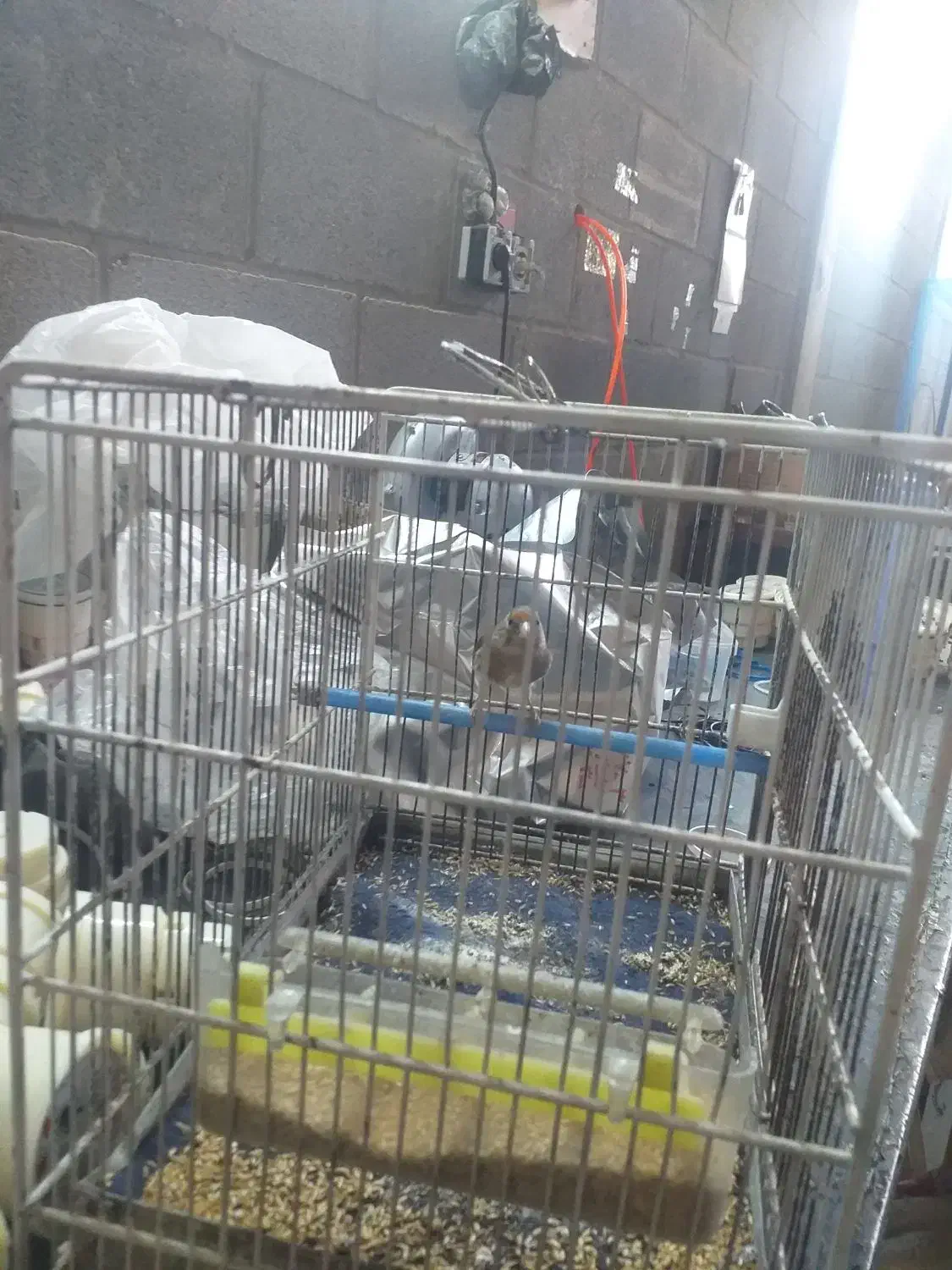 با سلام دو عدد سهره قناری بفروش میرسد|پرنده|چهاردانگه (تهران), |دیوار