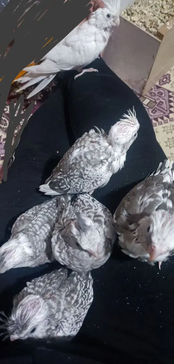 عروس هلندی آلبینو|پرنده|ارومیه, |دیوار