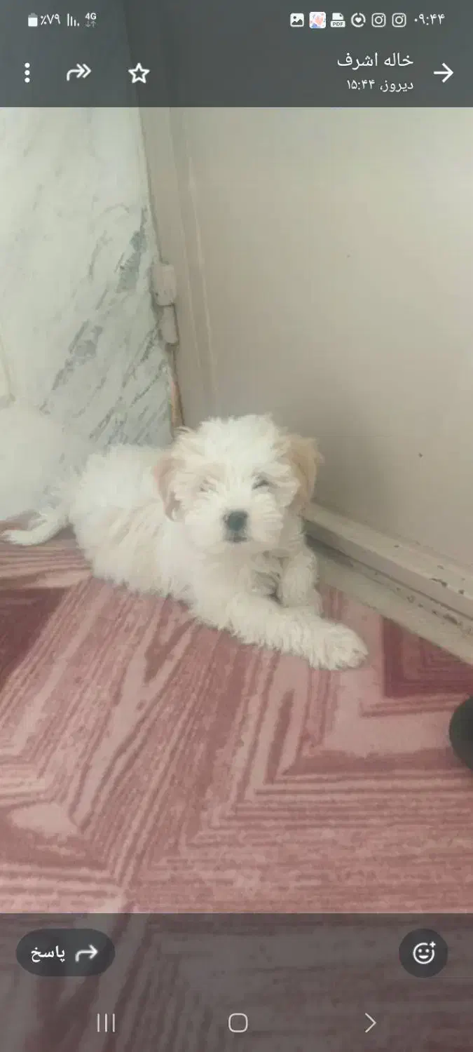 فروش پاپی|سگ|نجف‌آباد, شریعتی غربی|دیوار