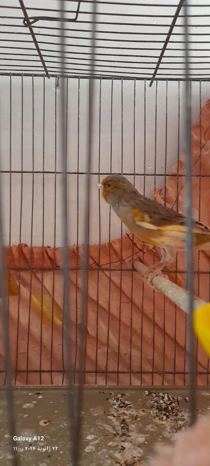 قناری|پرنده|مشکیندشت, |دیوار